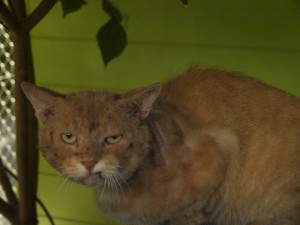 neko-300×225